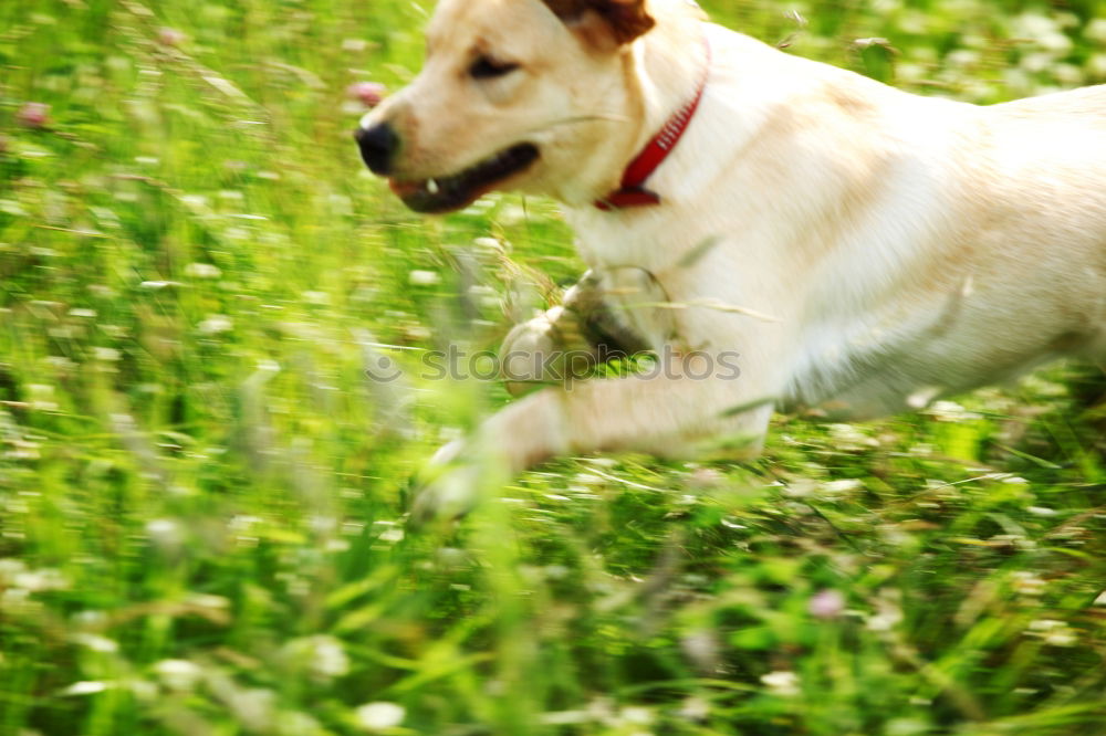 Similar – Dog in the grass, looking for something?