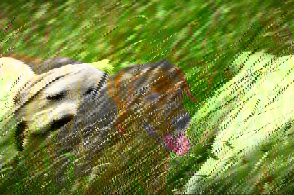 Image, Stock Photo Blonde in the green.
