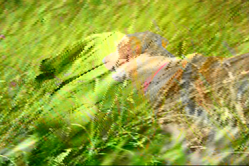 Similar – Image, Stock Photo Blonde in the green.