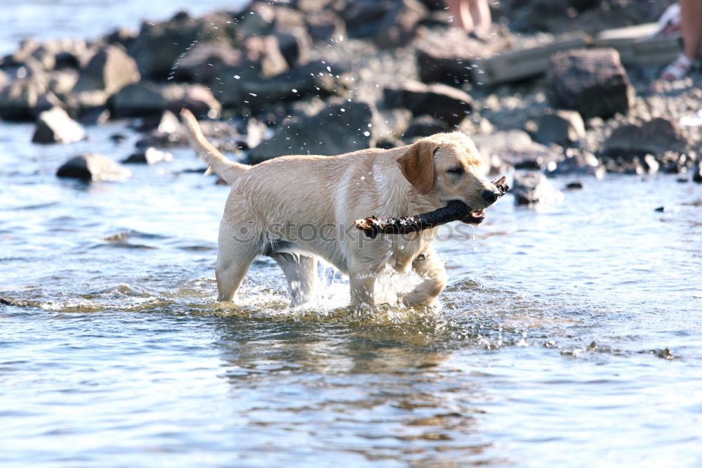 Similar – Dogs running near waving sea