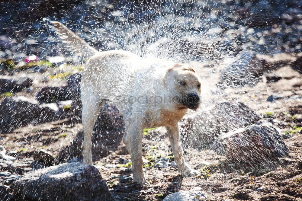 Similar – Funny dog on beach Dog