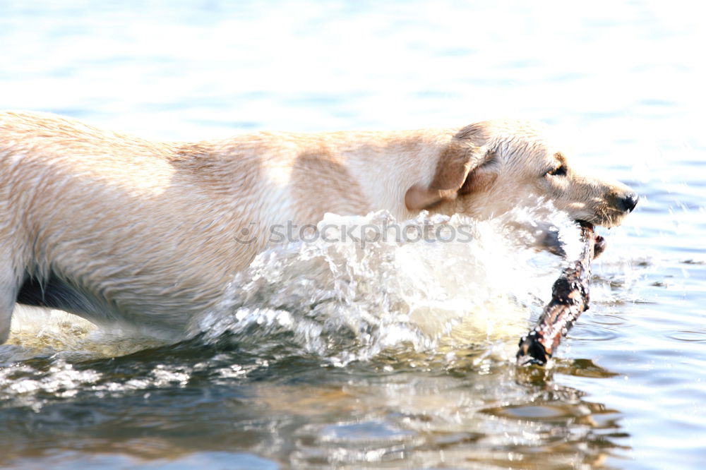 Similar – Image, Stock Photo splish splash Nature