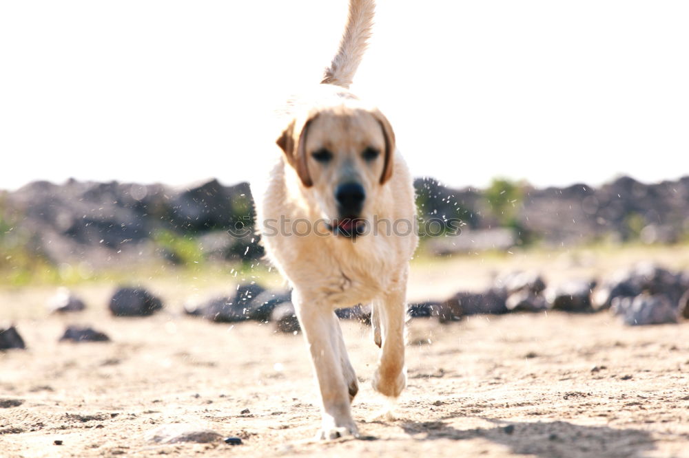 Similar – Image, Stock Photo KingOfTheBeach Dog Clouds