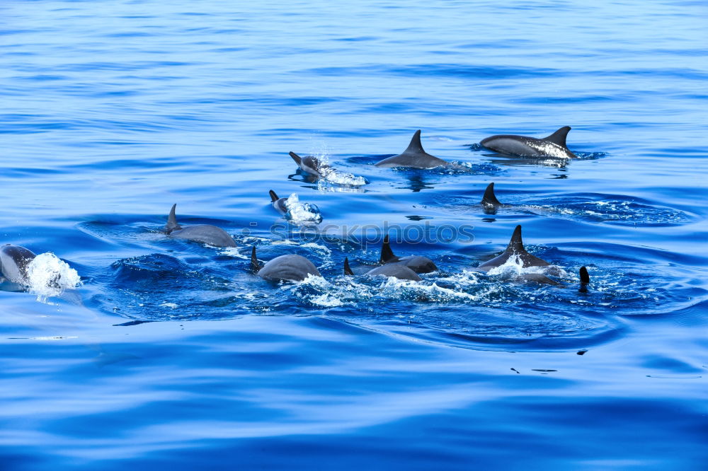 Similar – Image, Stock Photo dolphin Stop Motion 2