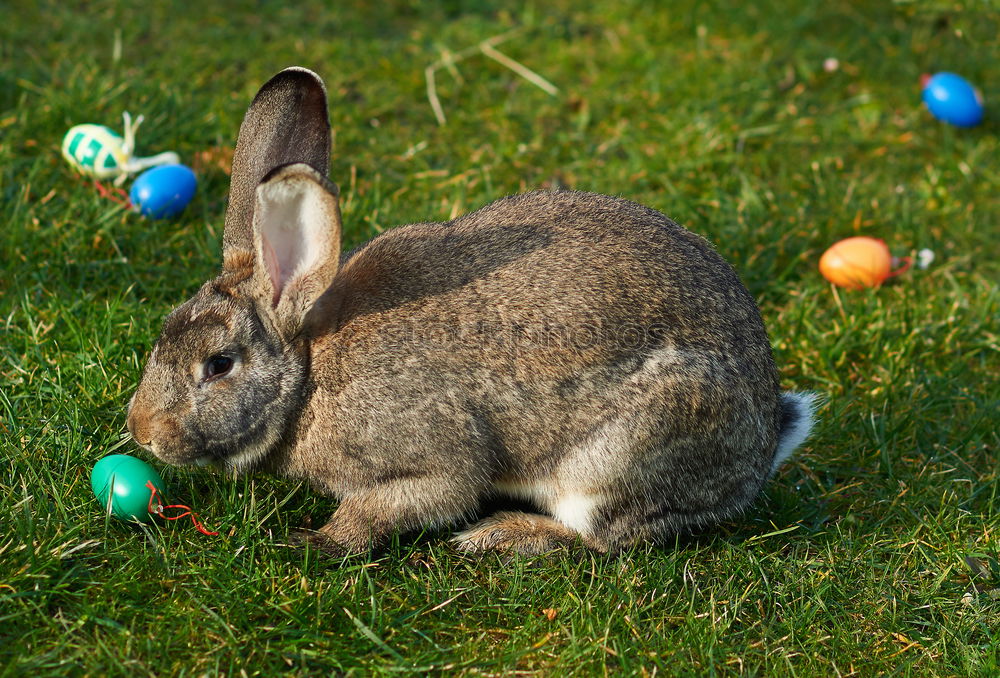 A few eggs at Easter