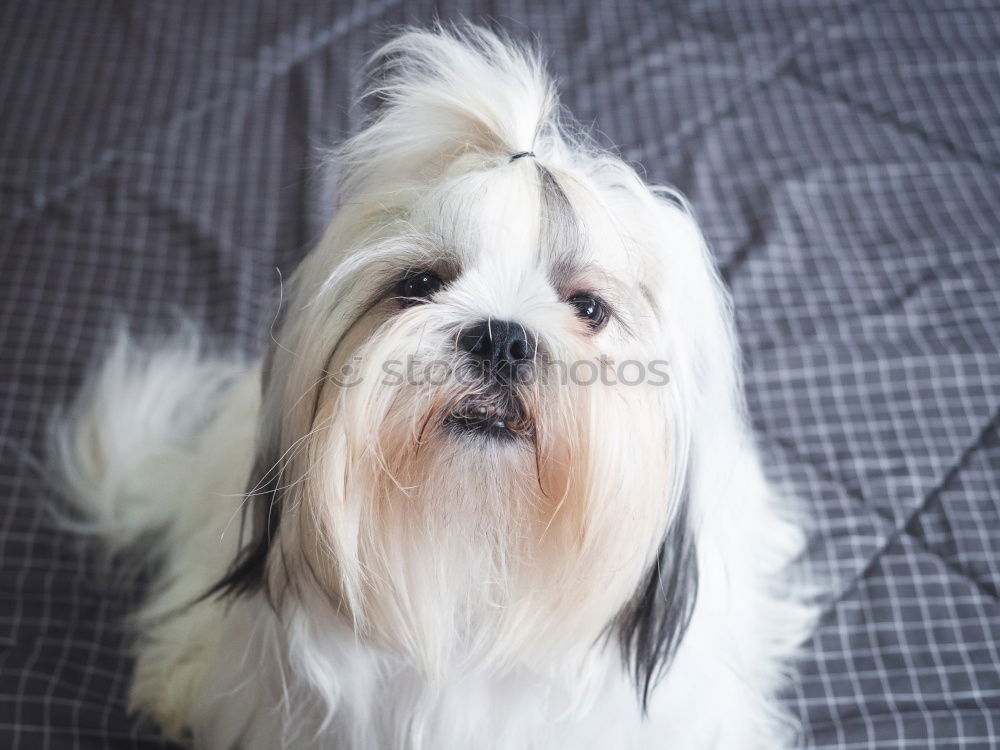 Similar – Adorable Malteser Hund in der Nähe von Ernte Friseur mit Schere im Salon