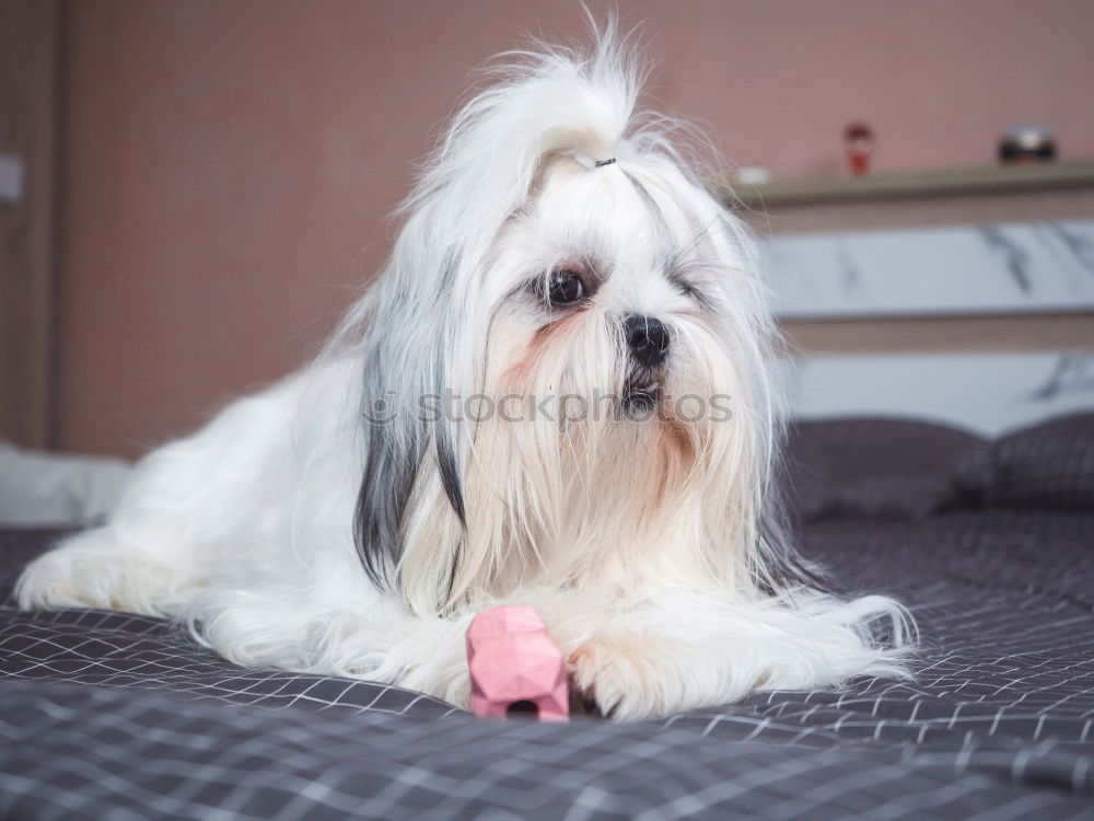 Similar – Image, Stock Photo Adorable cocker spaniel dog