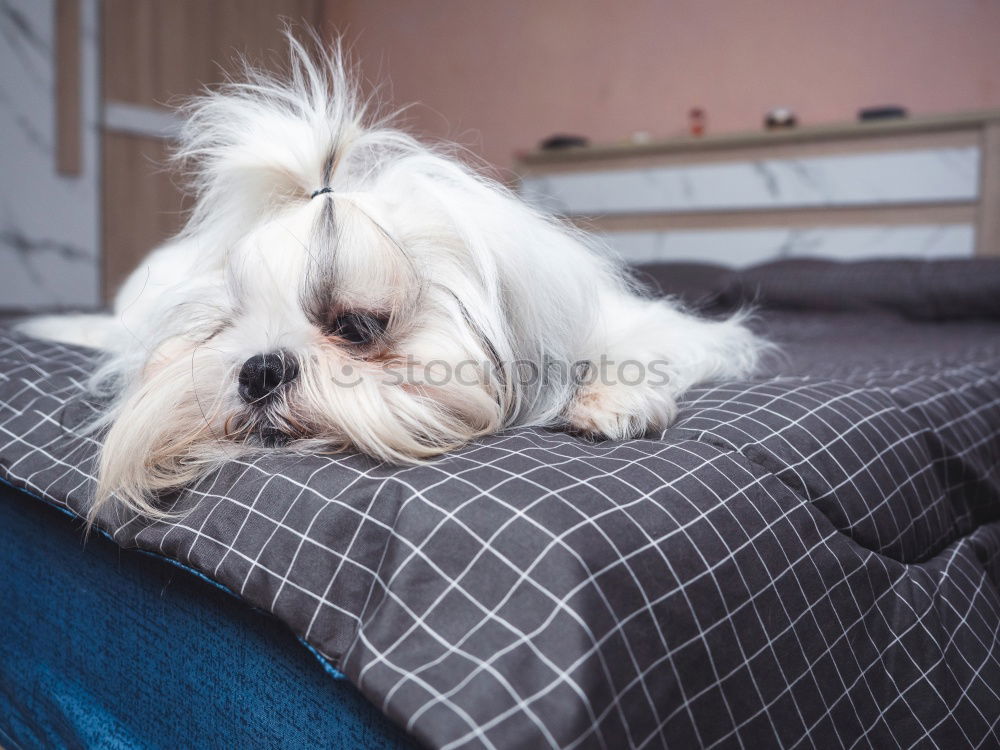 cute brown toy poodle at home with his owner