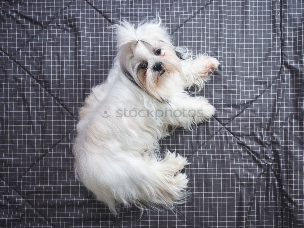 Similar – Image, Stock Photo ball of fur on carpet Pet