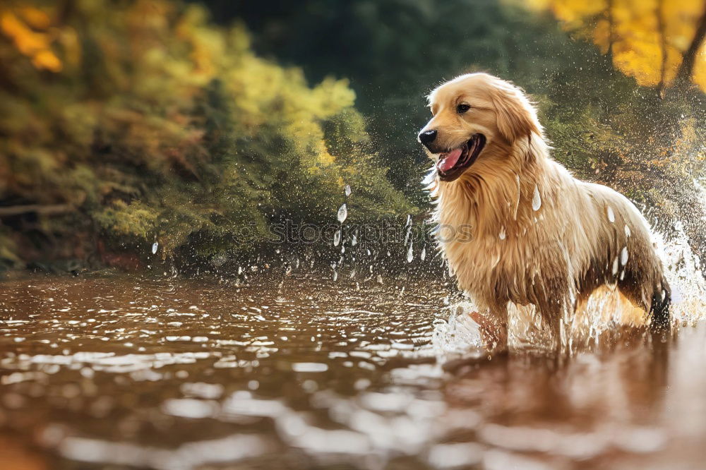 Similar – Image, Stock Photo autumn foliage Joy Animal