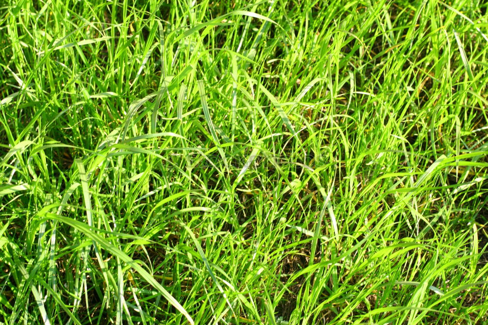 Similar – grass Grass Dew