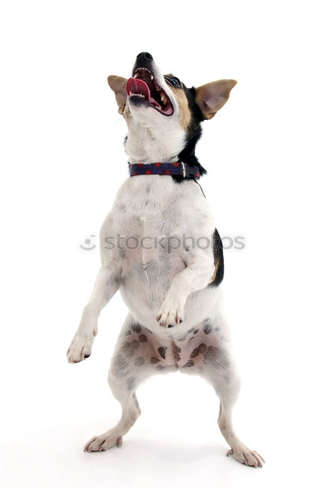 Similar – Image, Stock Photo amy Animal Pet Dog 1