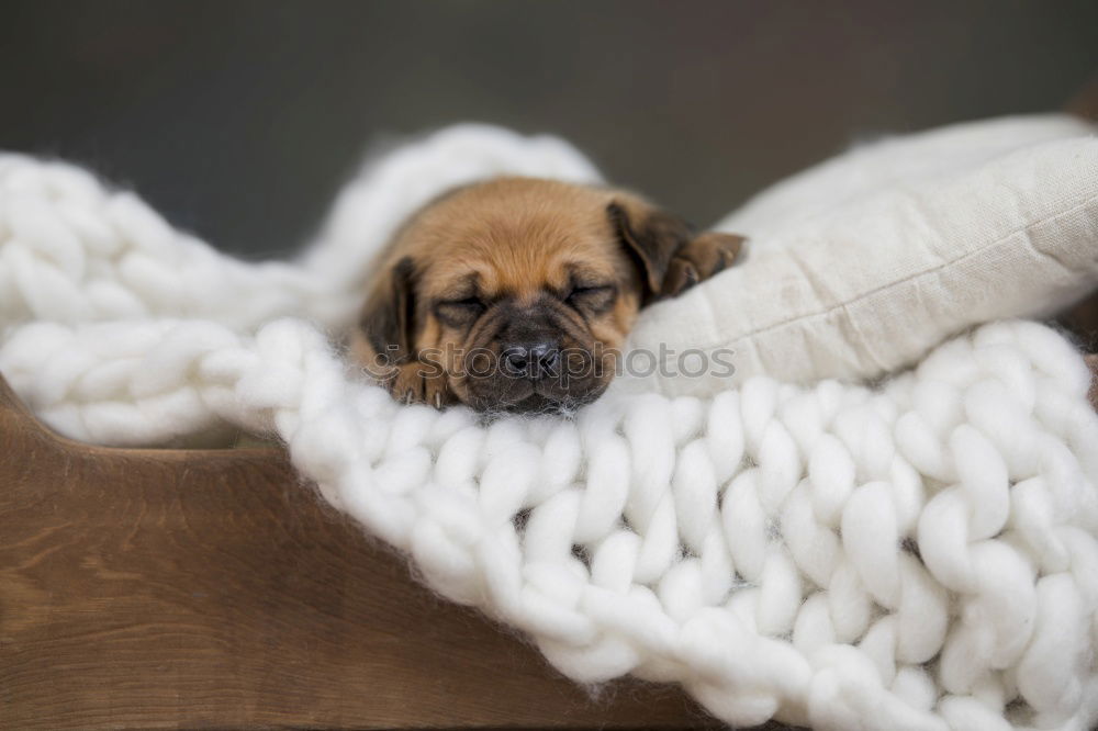 Similar – Image, Stock Photo treasure Animal Pet Dog