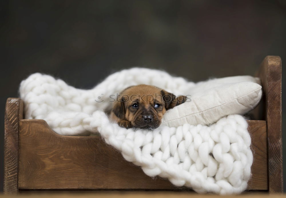 Similar – Image, Stock Photo autumn weather Animal Pet