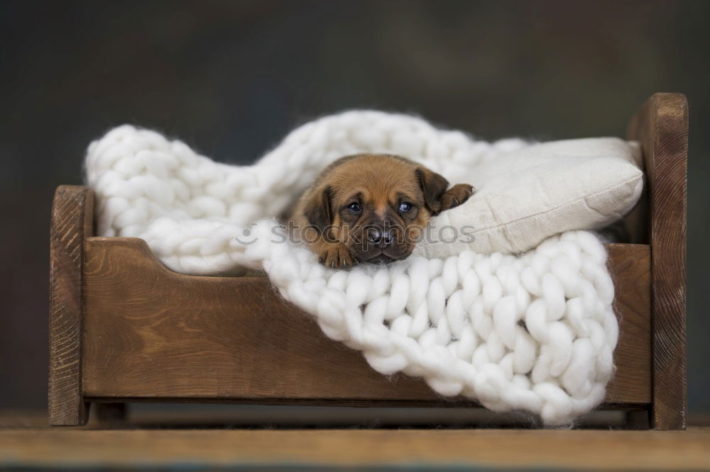 Similar – Image, Stock Photo autumn weather Animal Pet