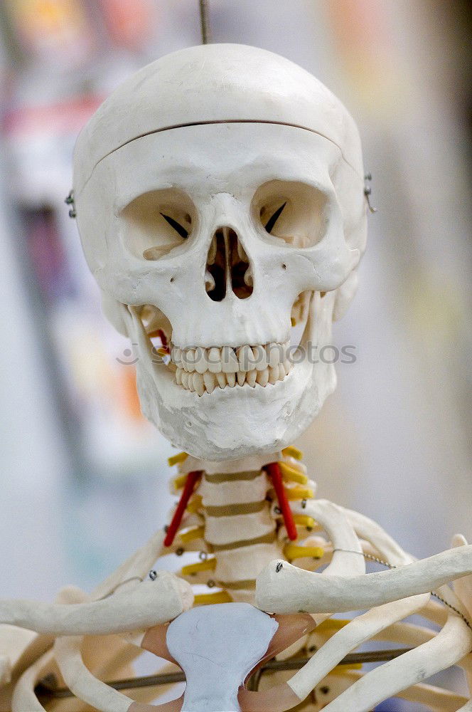 Similar – Image, Stock Photo Skeleton