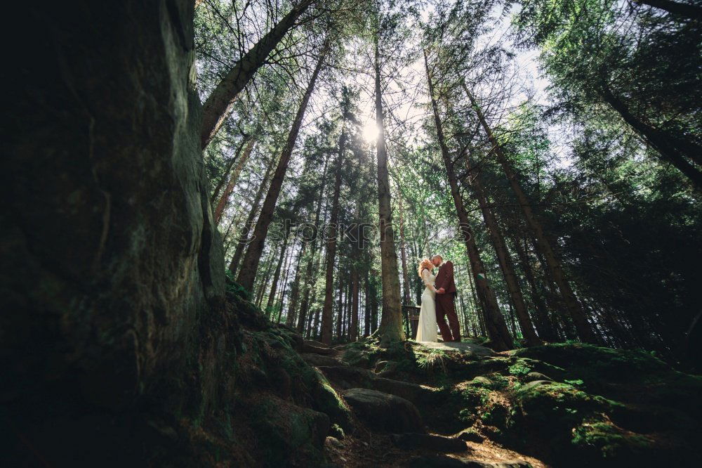 Similar – Image, Stock Photo Jule in the woods.