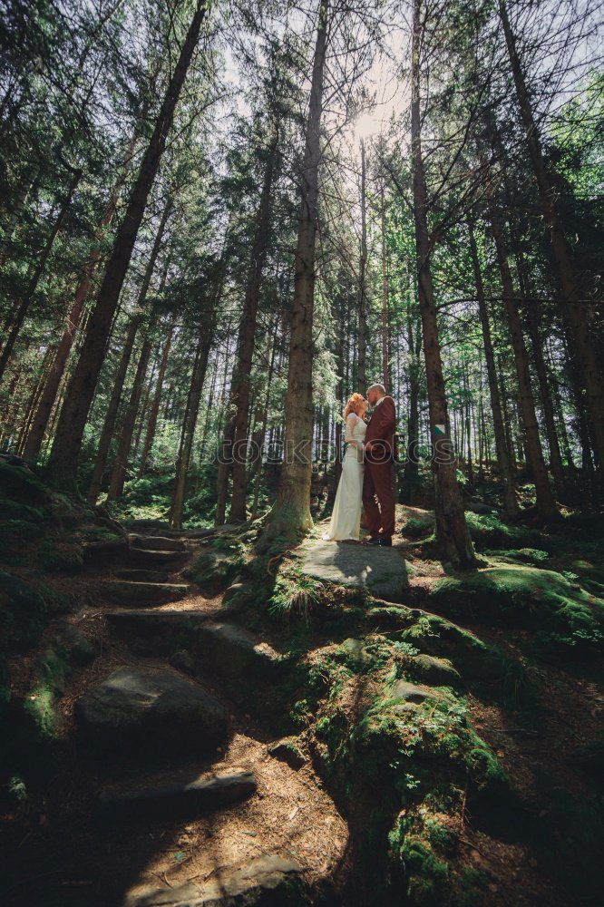 Similar – Image, Stock Photo Bridge in forest Forest