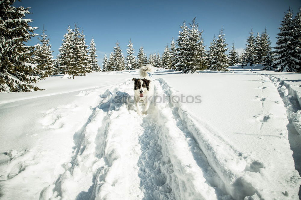 Similar – Image, Stock Photo Romping in the snow