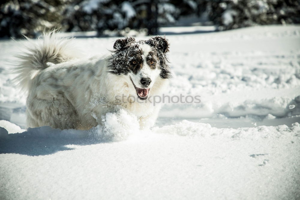 Similar – Image, Stock Photo Australian Shepherd Nature