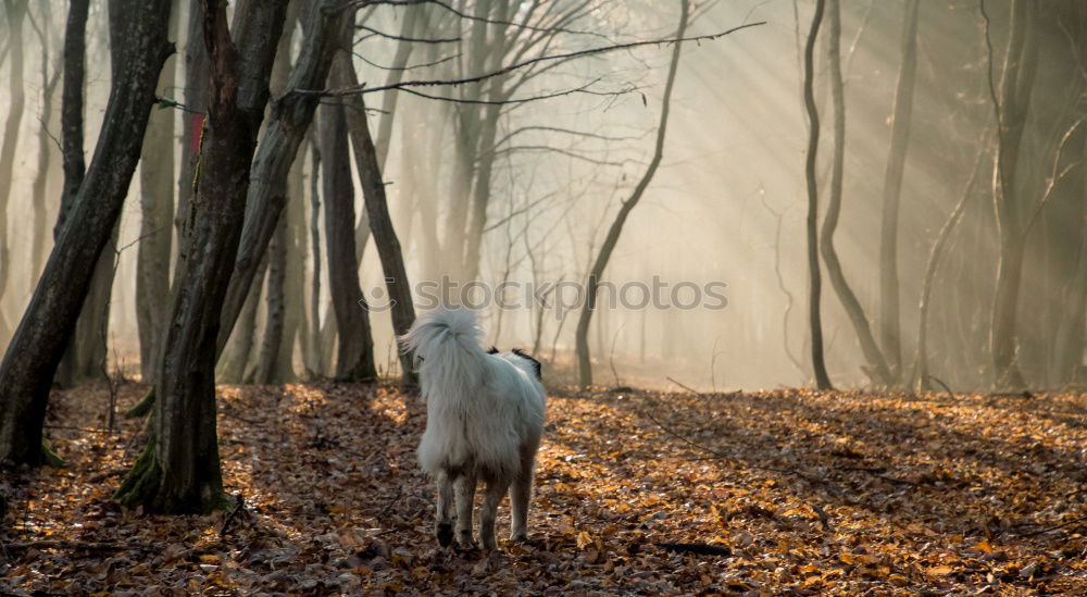 Similar – fallow deer hind in beautiful morning light