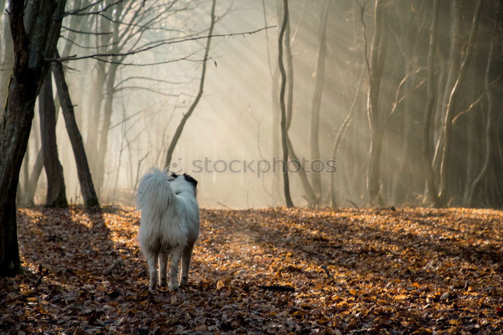 Similar – fallow deer hind in beautiful morning light