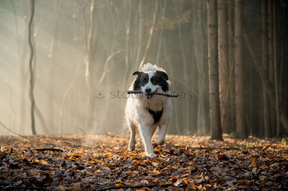 Similar – kopfloser Hund grün Feld