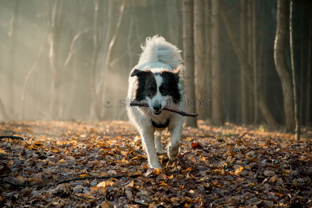 Similar – Funny dog on beach Dog