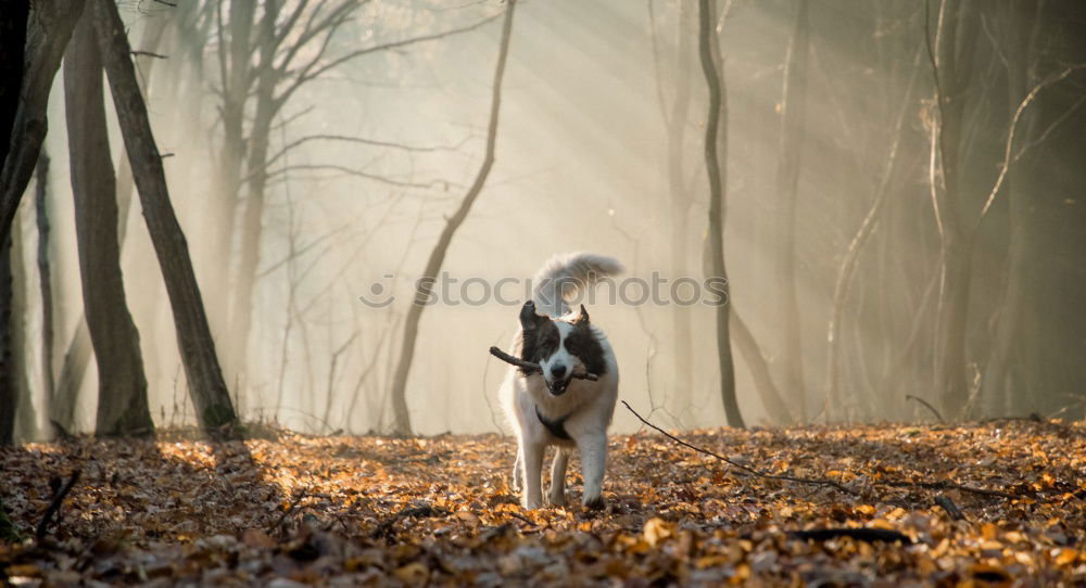 Similar – Image, Stock Photo Dog Dalmatian runs through cornfield Grain field