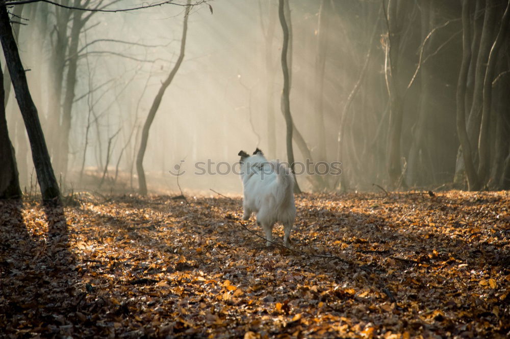 Similar – fallow deer hind in beautiful morning light