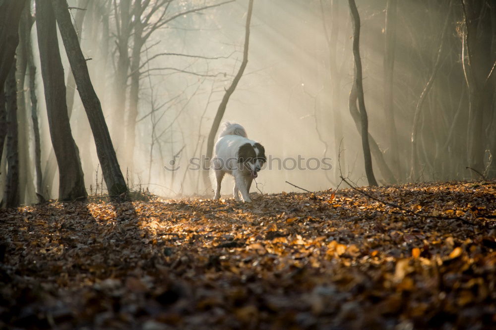 Similar – Foto Bild Junge Frau im Wald mit ihrem kleinen Hund