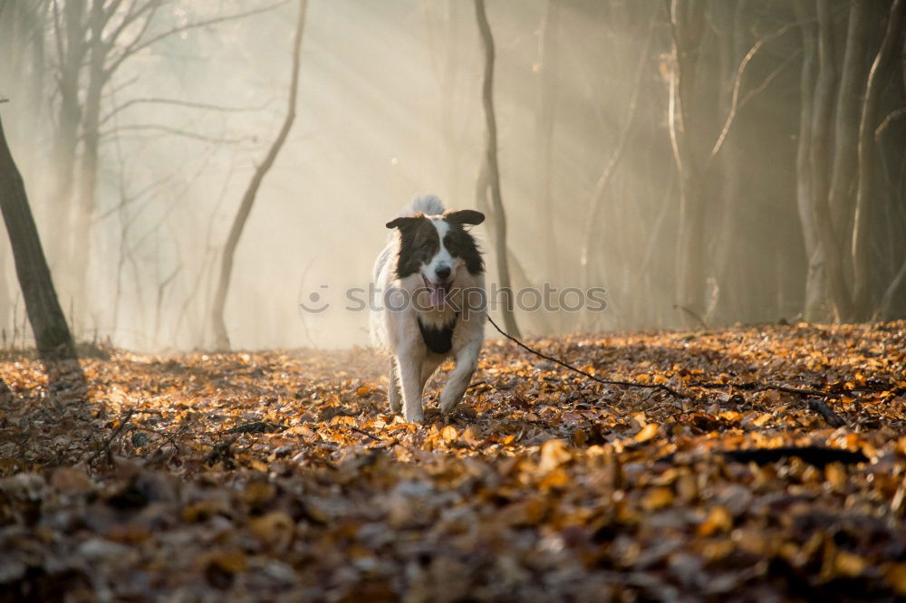 Similar – Image, Stock Photo Deer? Hound Dog Animal