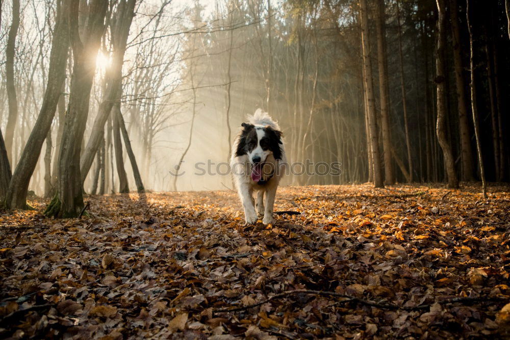 Similar – Image, Stock Photo Hyenas in the city park