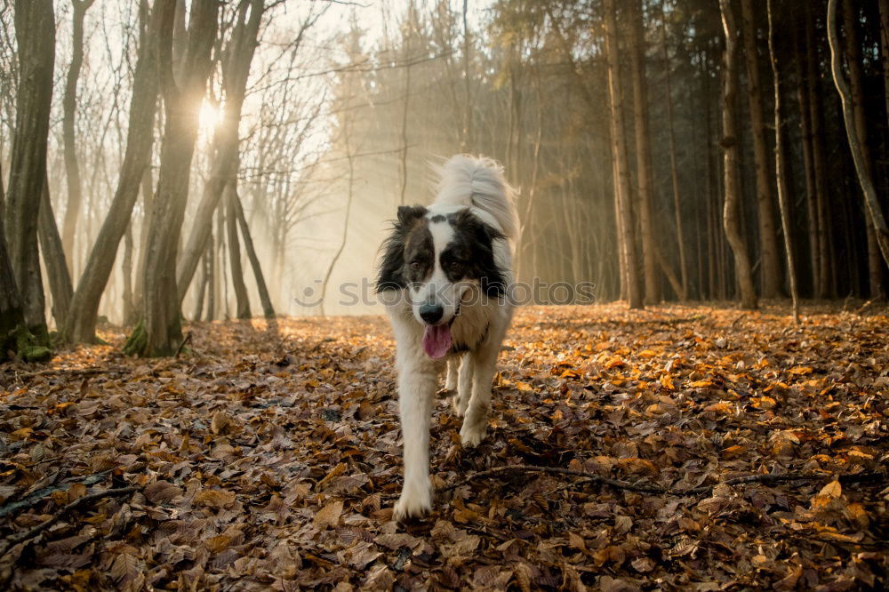 Similar – Image, Stock Photo Deer? Hound Dog Animal