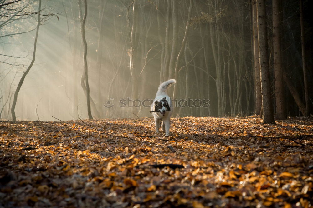 Similar – Image, Stock Photo Faithful soul Animal Pet