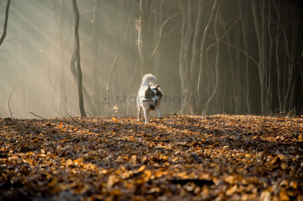 Similar – Image, Stock Photo Faithful soul Animal Pet