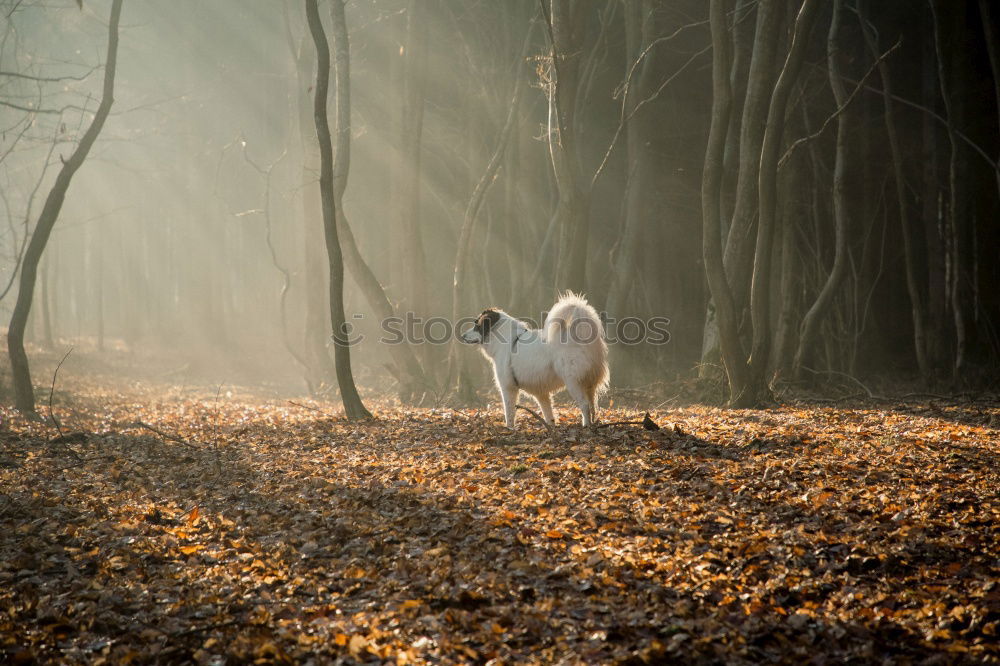 Similar – fallow deer hind in beautiful morning light