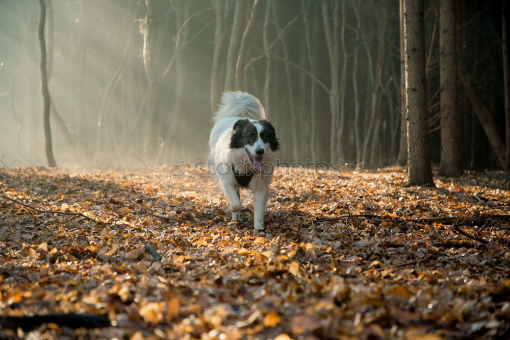 Similar – Image, Stock Photo Dog Dalmatian runs through cornfield Grain field