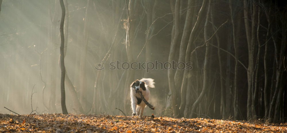 Similar – Image, Stock Photo Baby alpaca stands in green meadows landscape at stream