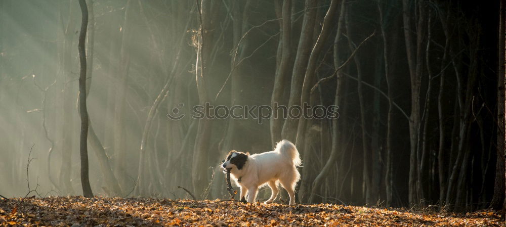 Similar – Image, Stock Photo Baby alpaca stands in green meadows landscape at stream