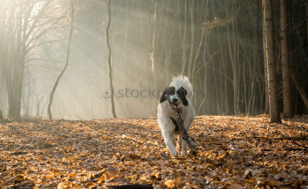 Similar – Image, Stock Photo Deer? Hound Dog Animal