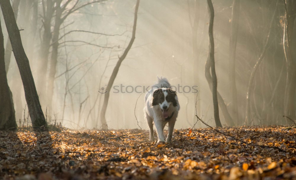 Similar – Image, Stock Photo Dog Dalmatian runs through cornfield Grain field