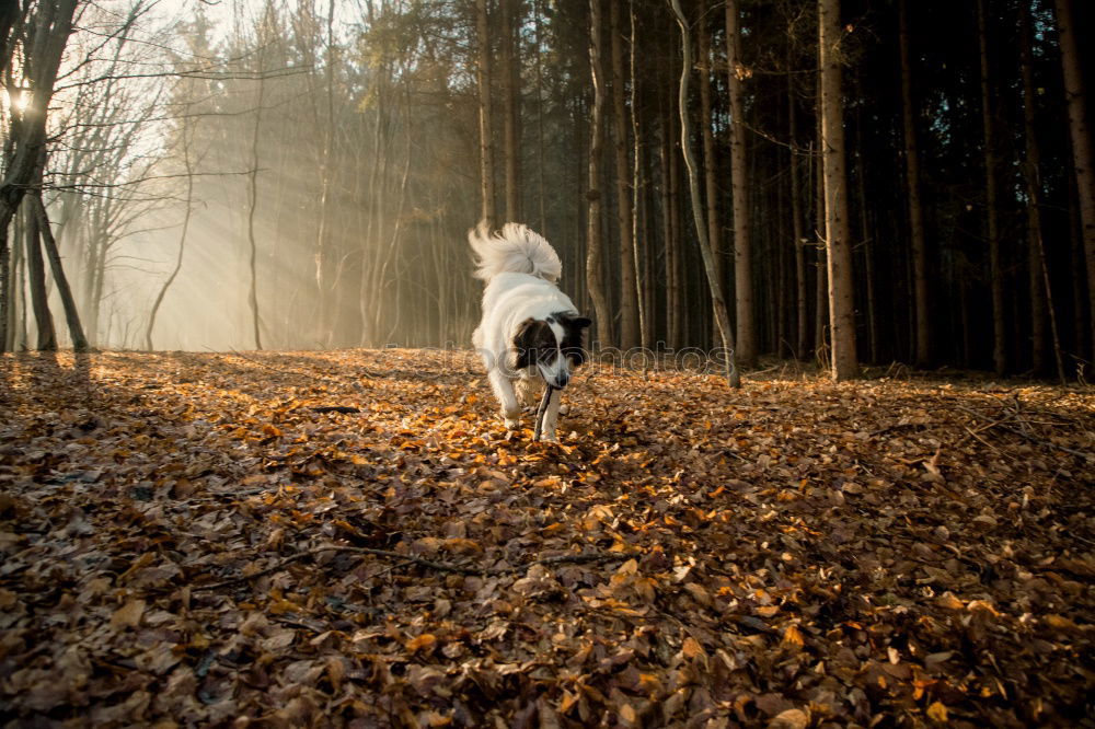 Similar – Image, Stock Photo Tethered horse in woods