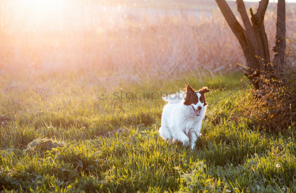 Similar – kopfloser Hund grün Feld