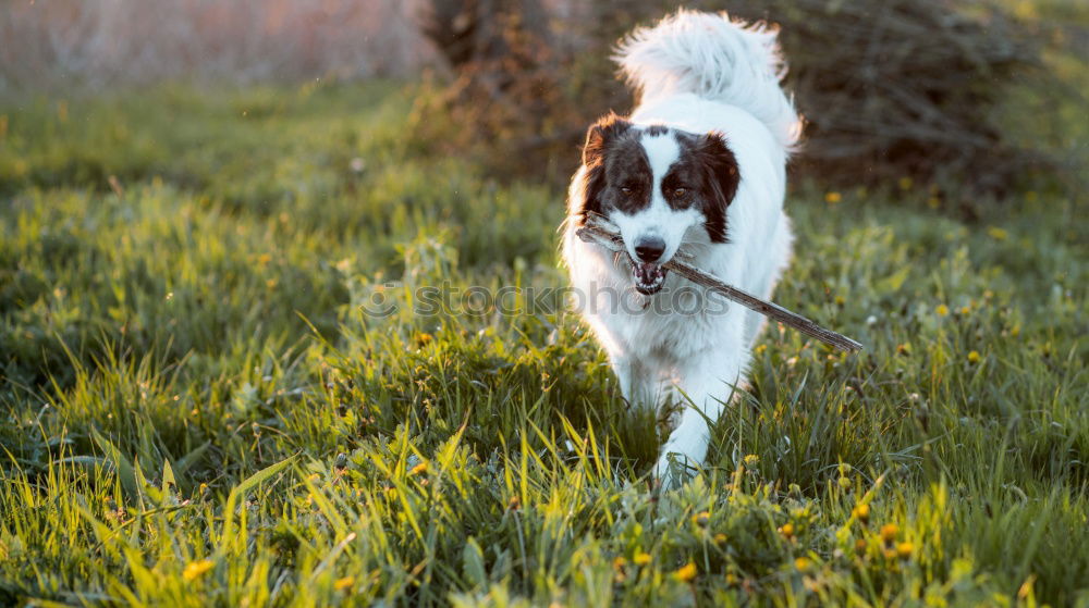 Similar – Easter dog. Art Esthetic