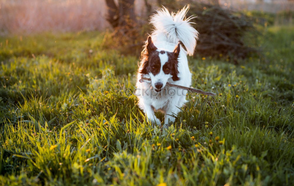 Similar – kopfloser Hund grün Feld