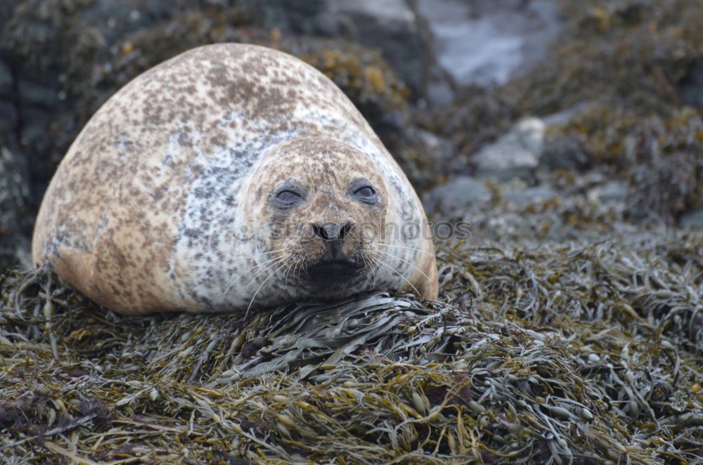 Image, Stock Photo Seal near Dunvegan Castle on the Isle of Skye