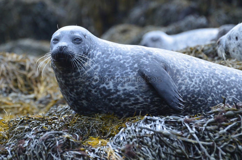 Similar – seals Environment Nature