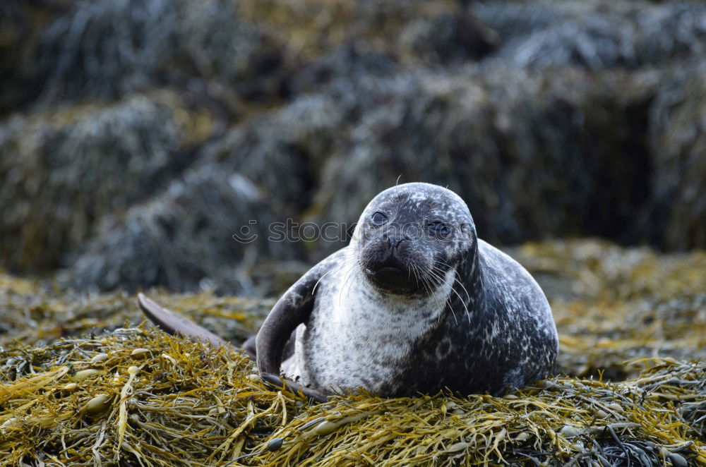 Similar – seals Environment Nature