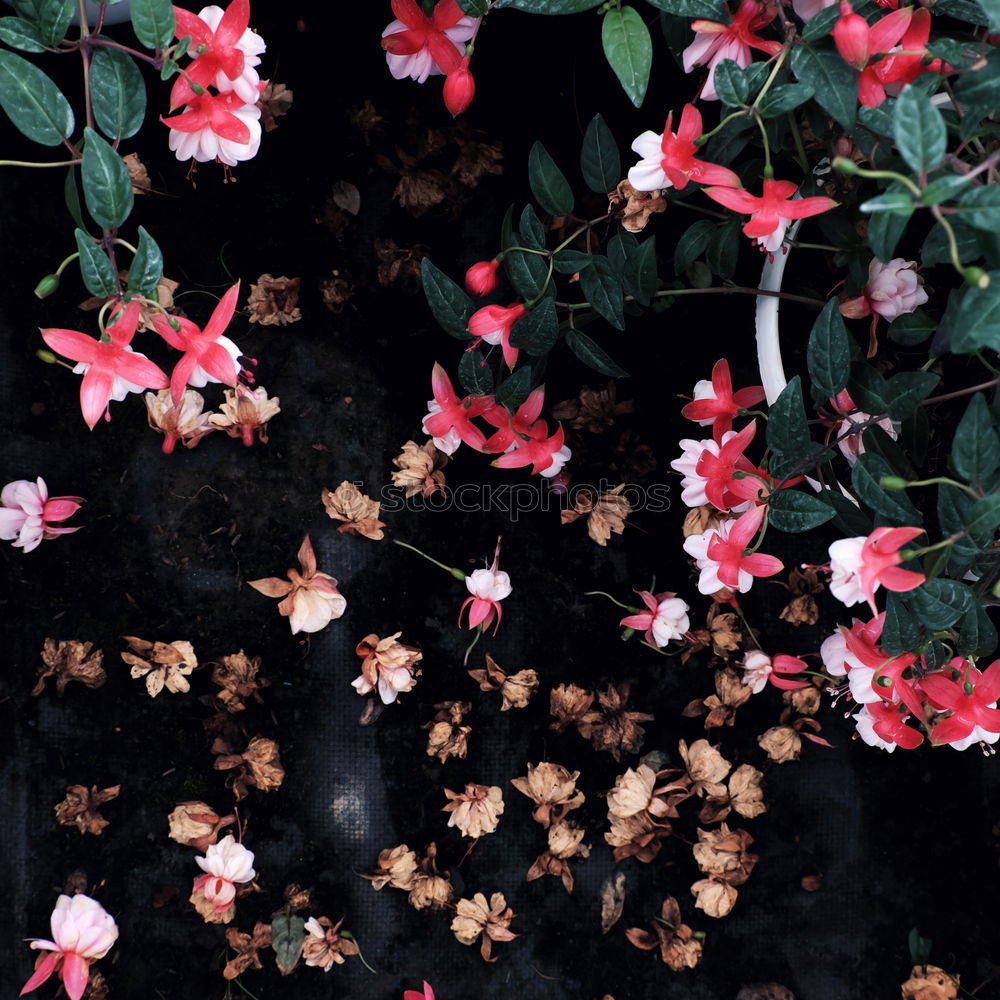Similar – Image, Stock Photo thematic background